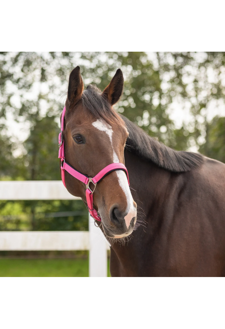 Cavezza QHP Deluxe