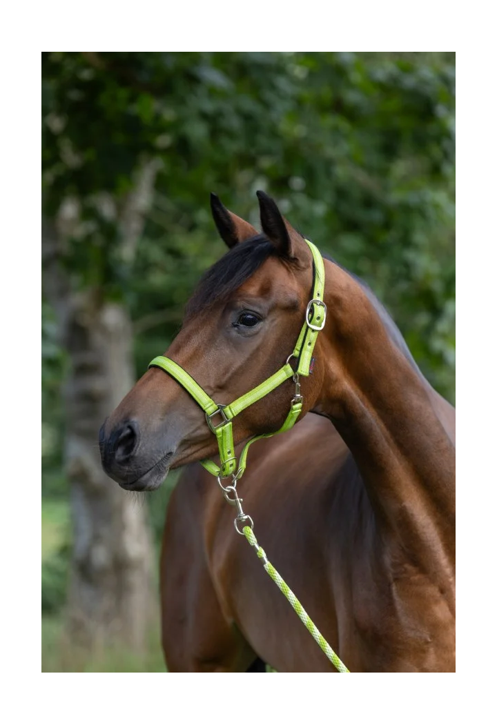 Cavezza COVALLIERO Mustang