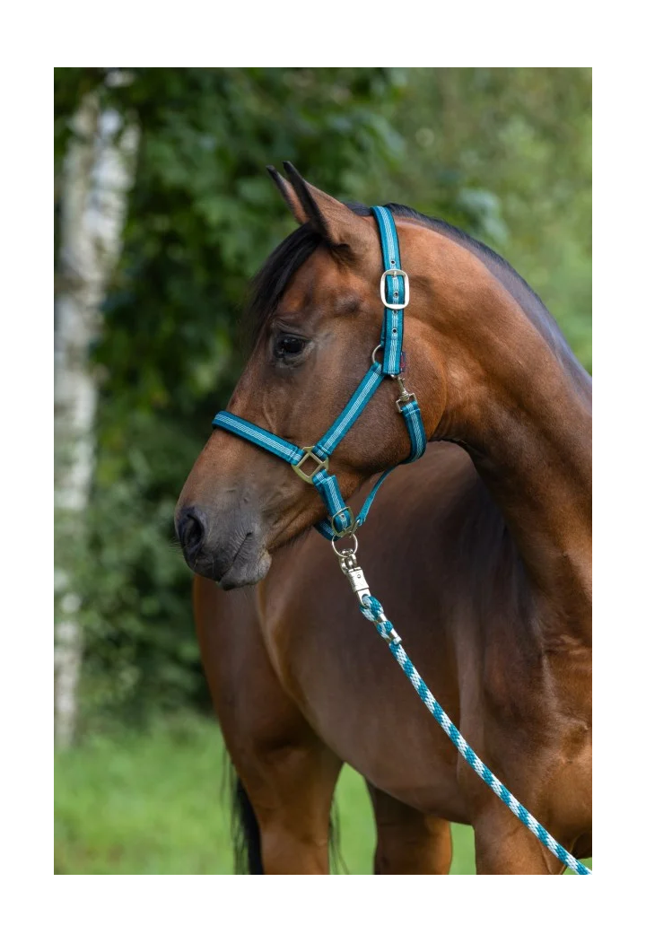 Cavezza COVALLIERO Mustang