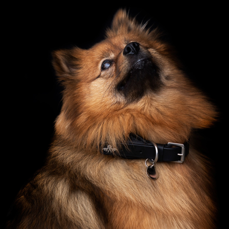 Collare per cani HV POLO Franka