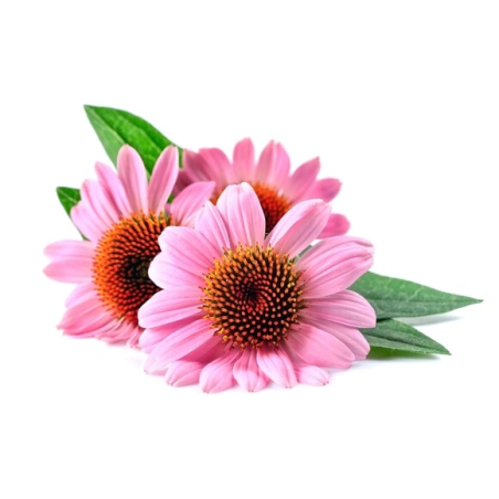 Echinacea porcupine EQUIHERBS