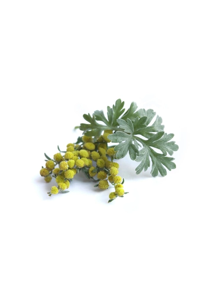 Assenzio herb EQUIHERBS