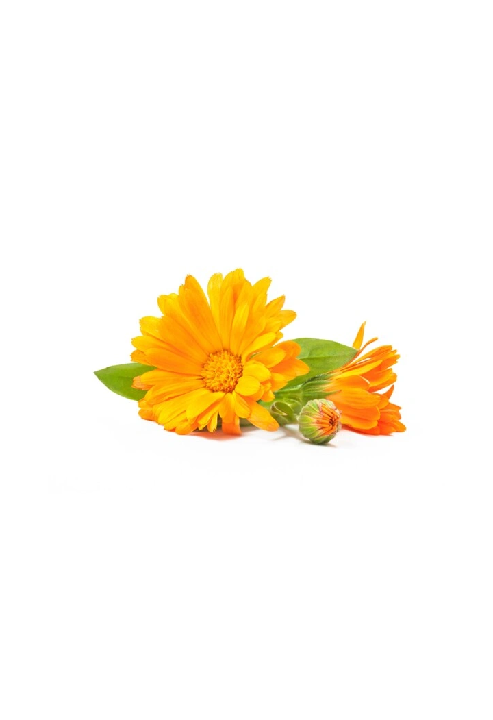 Fiori di calendula EQUIHERBS