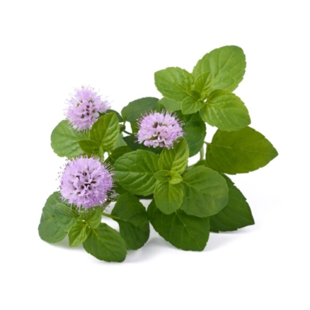 Melissa herb EQUIHERBS