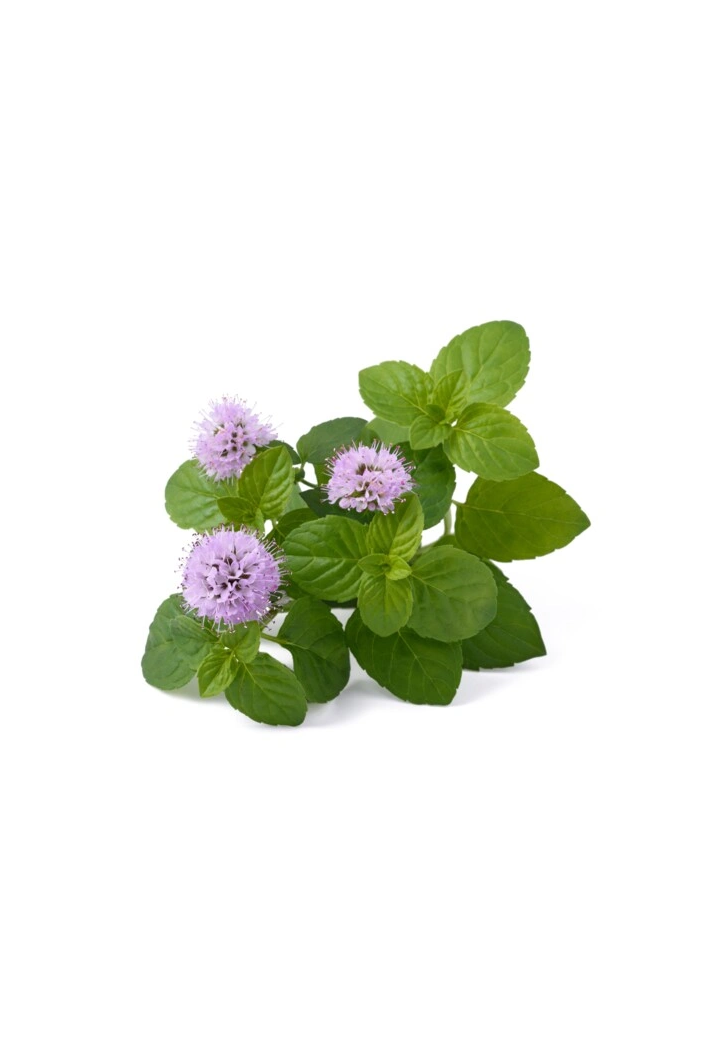 Melissa herb EQUIHERBS