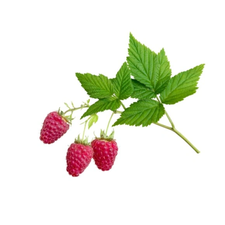 Foglia di lampone EQUIHERBS
