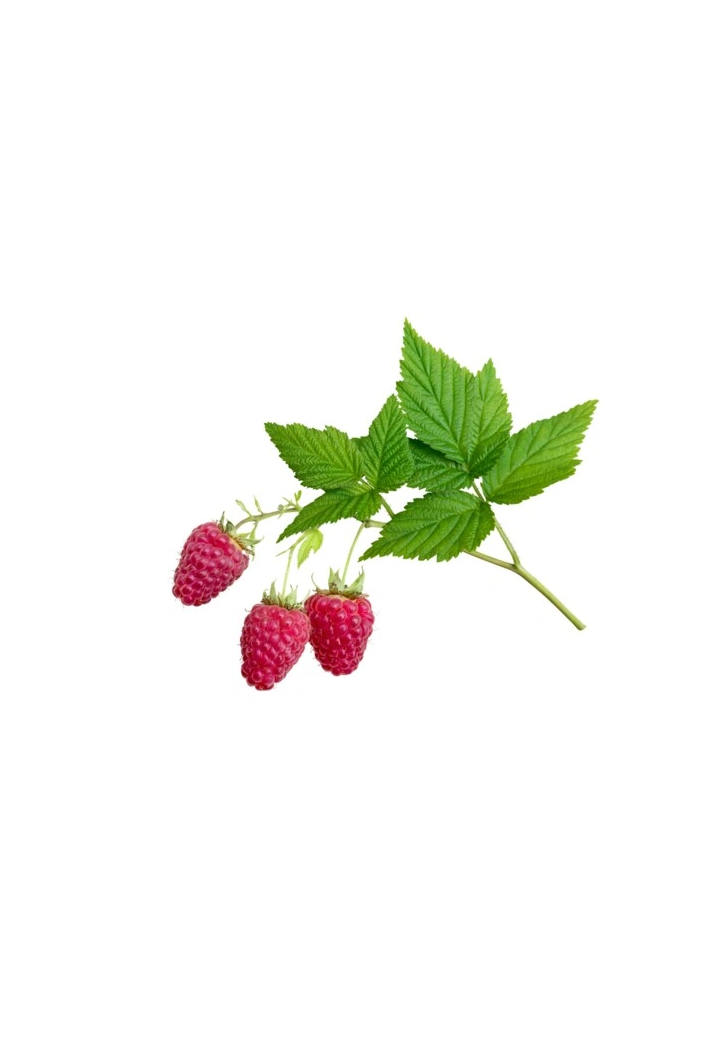 Foglia di lampone EQUIHERBS