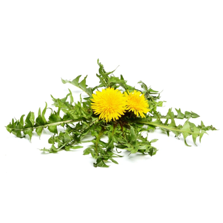 EQUIHERBS dandelion