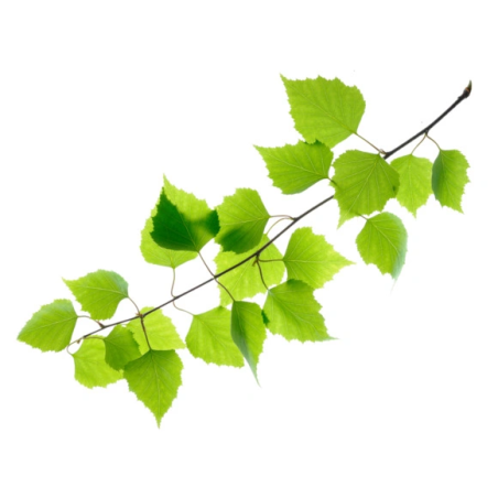 Foglia marrone EQUIHERBS