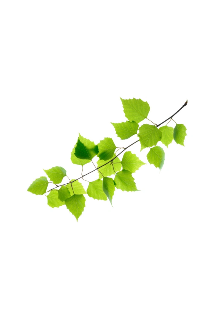 Foglia marrone EQUIHERBS