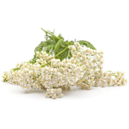 Achillea EQUIHERBS