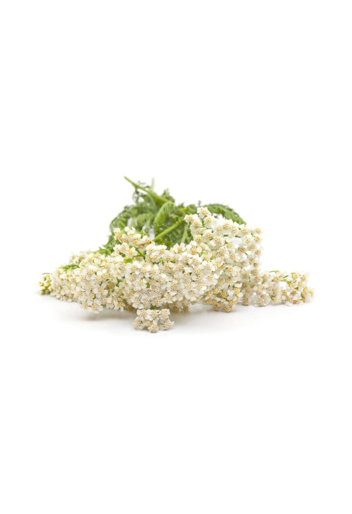 Achillea EQUIHERBS