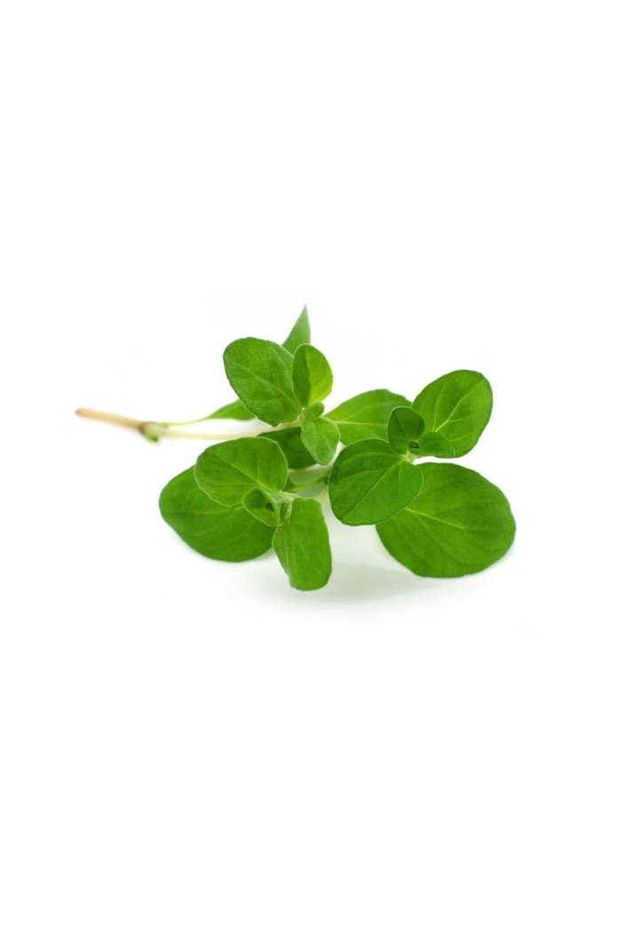 Maggiorana EQUIHERBS
