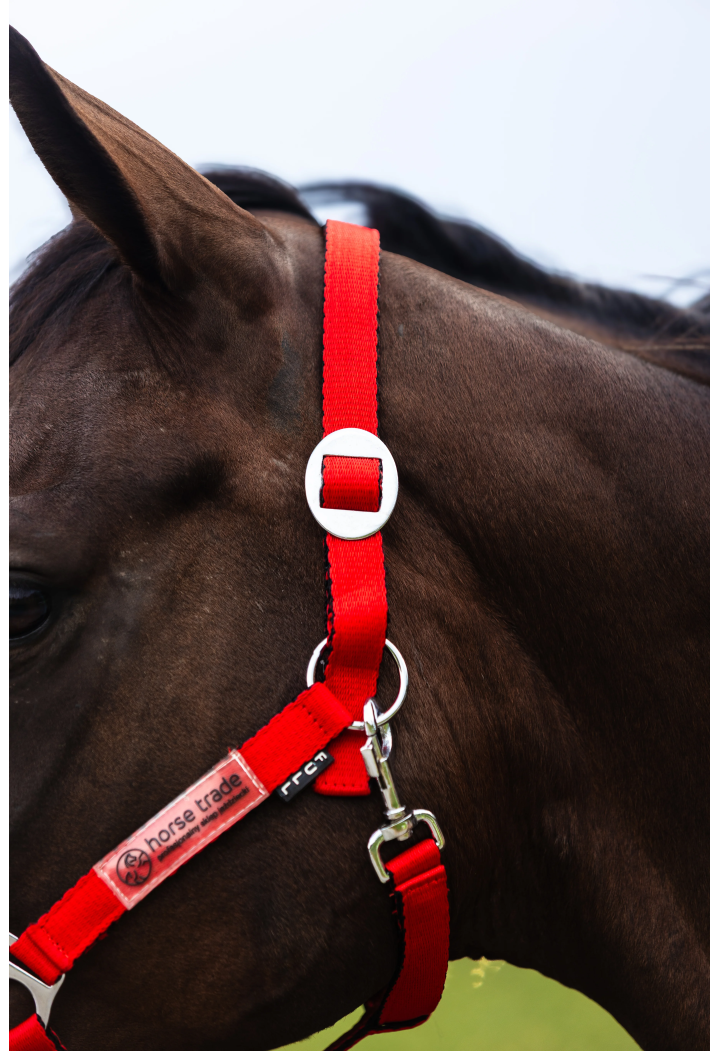 Cavezza HORSE-TRADE Soft Neon