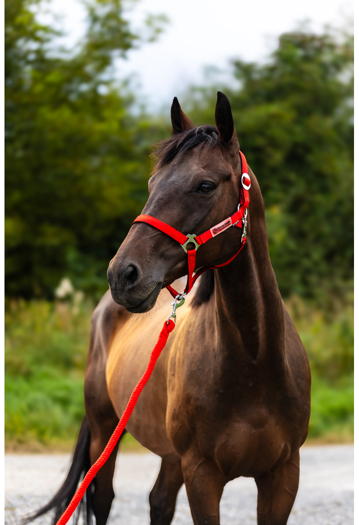 Cavezza HORSE-TRADE Soft Neon