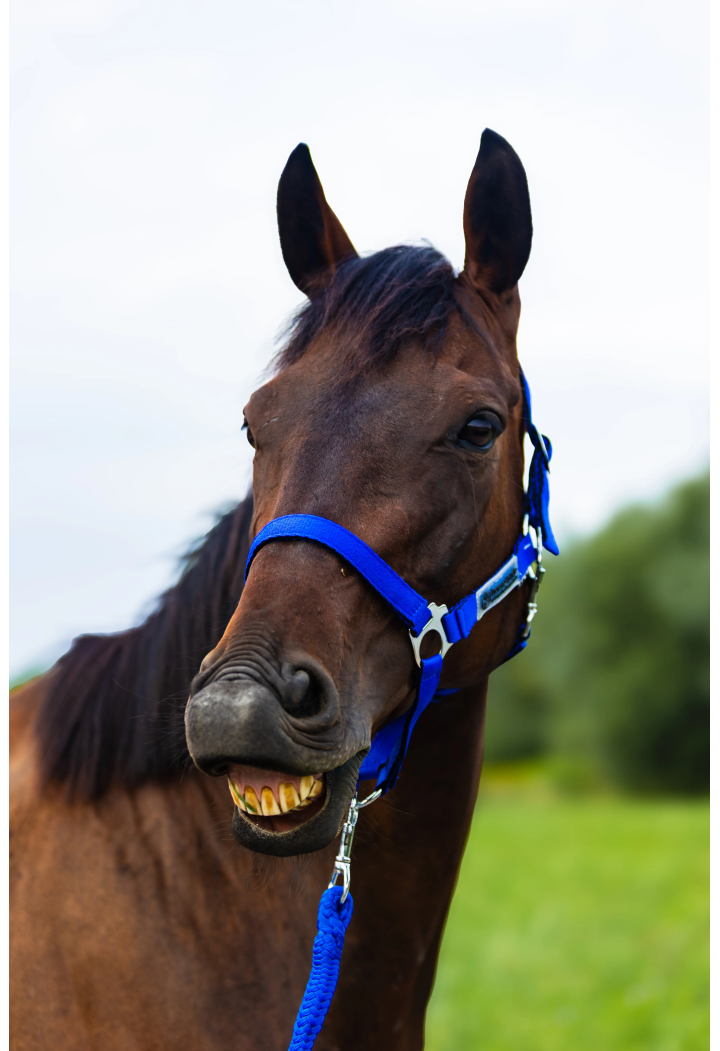 Cavezza HORSE-TRADE Soft Neon