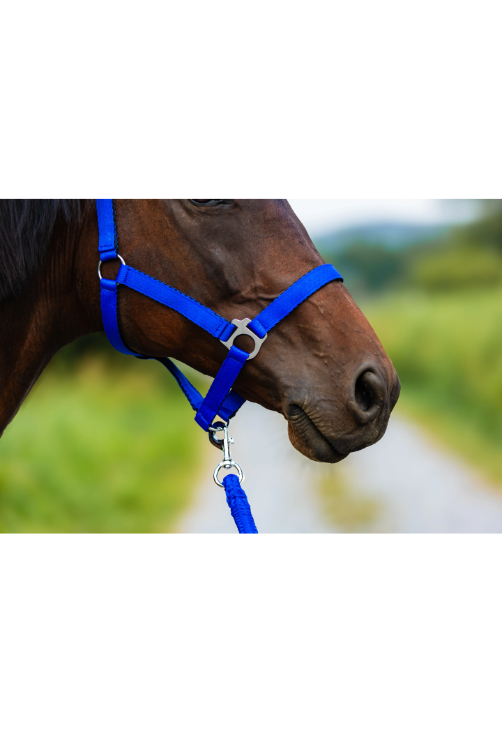 Cavezza HORSE-TRADE Soft Neon