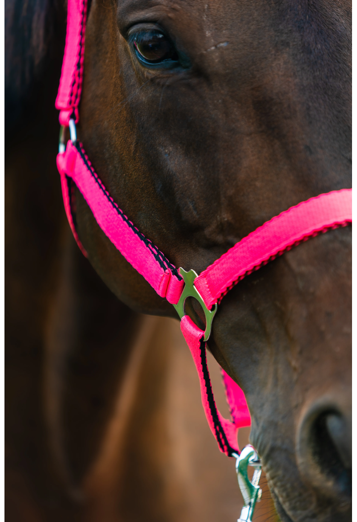 Cavezza HORSE-TRADE Soft Neon