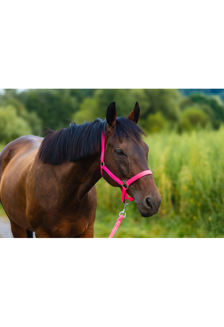 Cavezza HORSE-TRADE Soft Neon