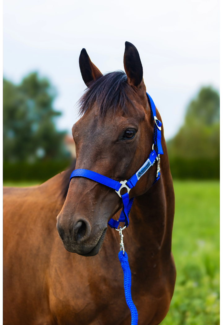 Lunghina HORSE-TRADE Soft Neon