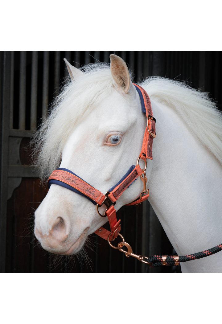 Cavezza lunghina Harry's Horse LouLoul 26AW